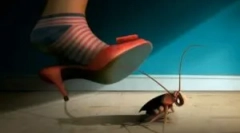 Cum să scapi de gandaci într-o casă privată